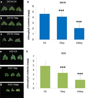 Integrated transcriptome and metabonomic analysis of key metabolic pathways in response to cadmium stress in novel buckwheat and cultivated species